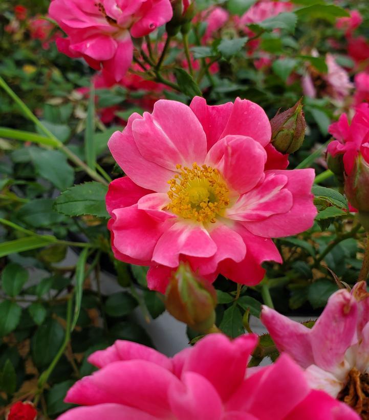 Rosa Landscape Oso Easy Double Pink - View 11 from www redcrocus com