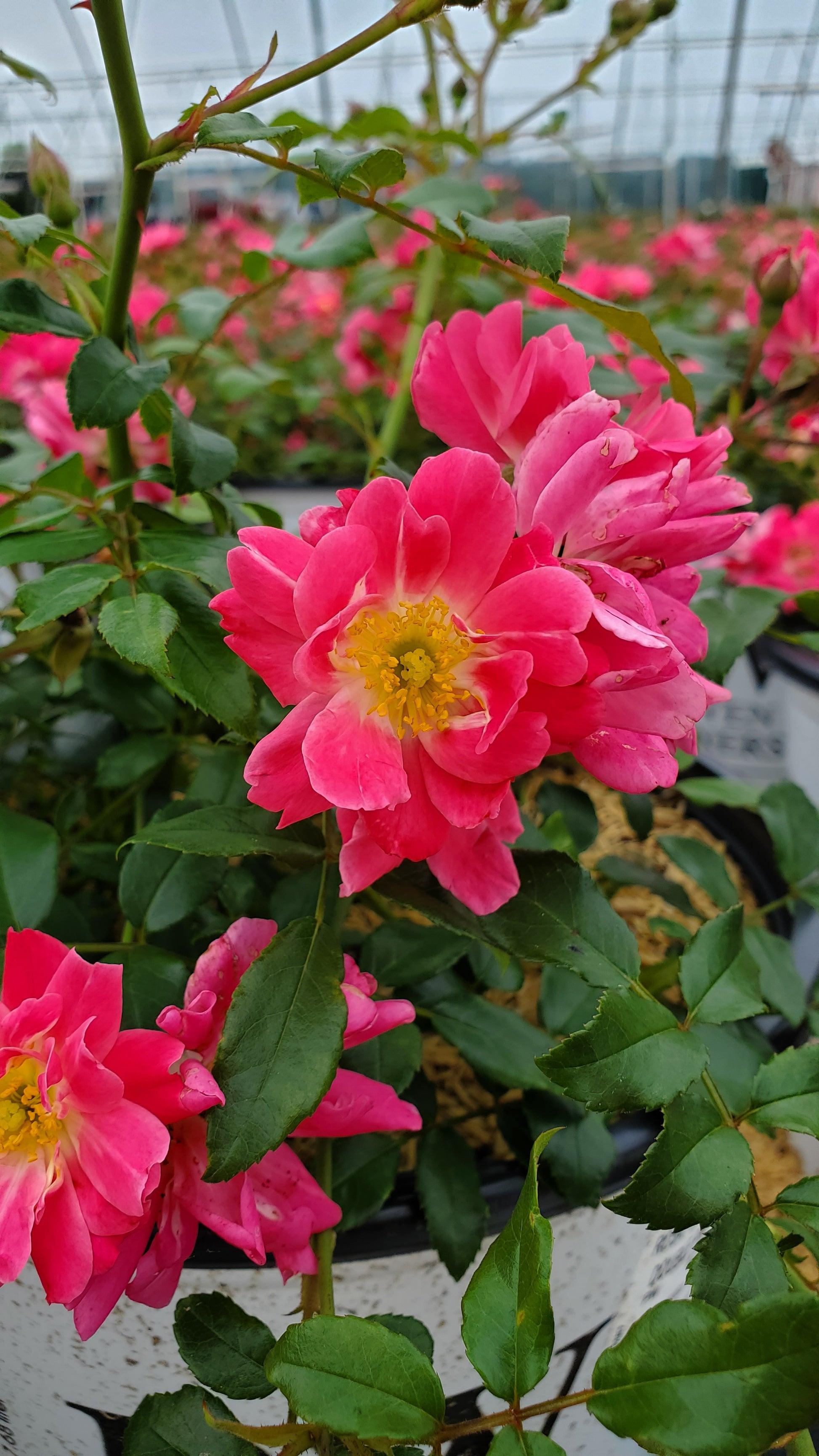 Rosa Landscape Oso Easy Double Pink - View 13 from www redcrocus com