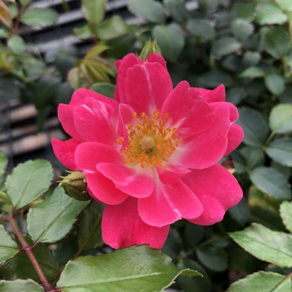 Rosa Landscape Oso Easy Double Pink - View 14 from www redcrocus com