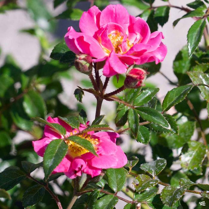 Rosa Landscape Oso Easy Double Pink - View 15 from www redcrocus com