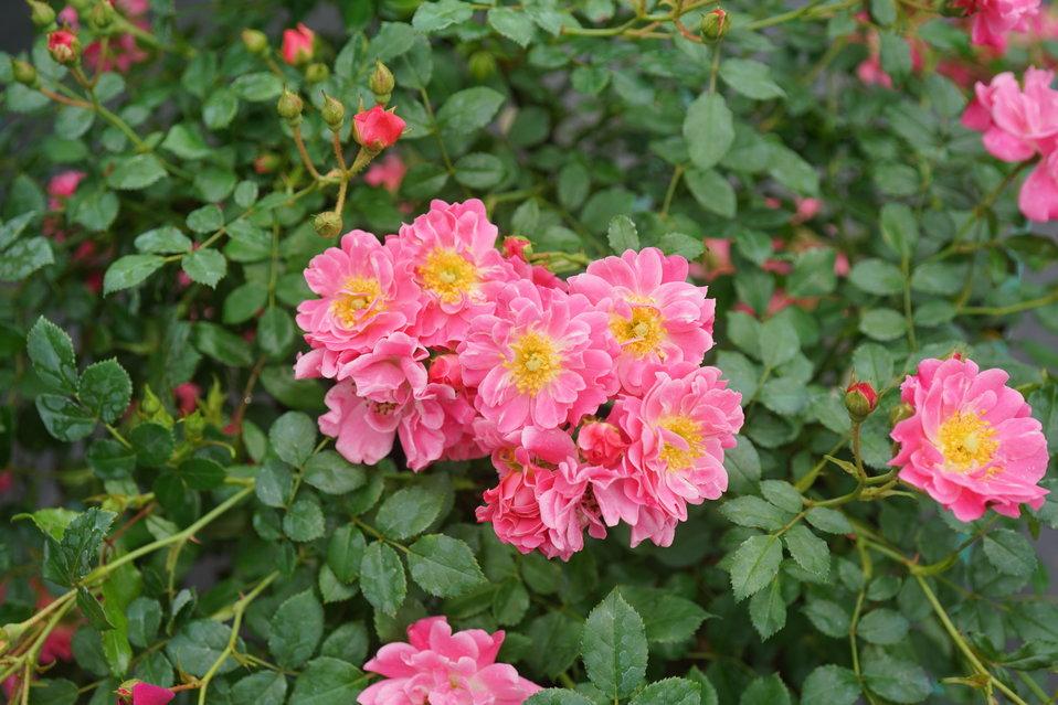 Rosa Landscape Oso Easy Double Pink - View 2 from www redcrocus com