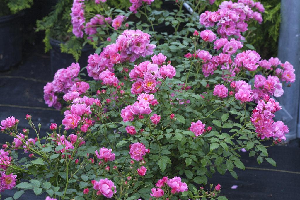 Rosa Landscape Oso Easy Double Pink - View 3 from www redcrocus com