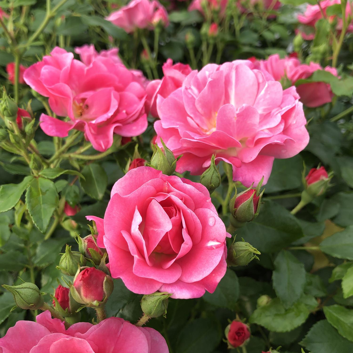 Rosa Landscape Oso Easy Double Pink - View 5 from www redcrocus com
