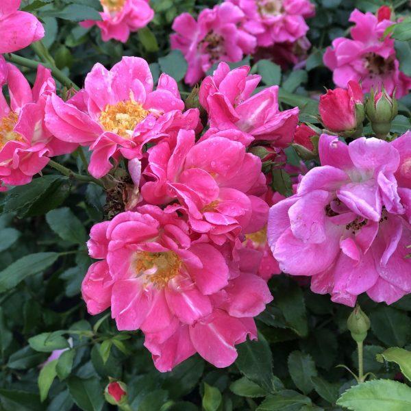 Rosa Landscape Oso Easy Double Pink - View 6 from www redcrocus com