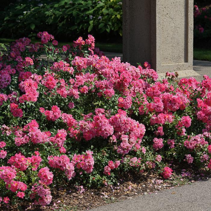 Rosa Landscape Oso Easy Double Pink - View 9 from www redcrocus com