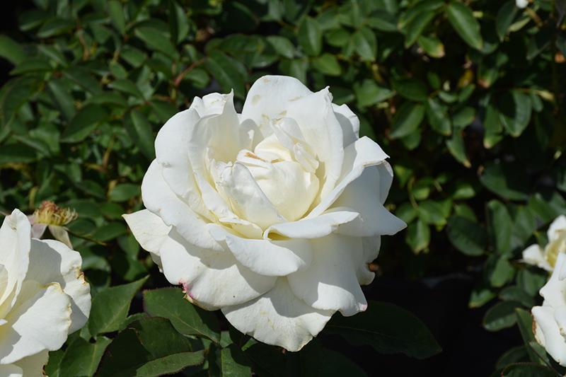 Rosa Hybrid Tea John F  Kennedy - View 12 from www redcrocus com