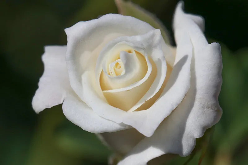 Rosa Hybrid Tea John F  Kennedy - View 13 from www redcrocus com