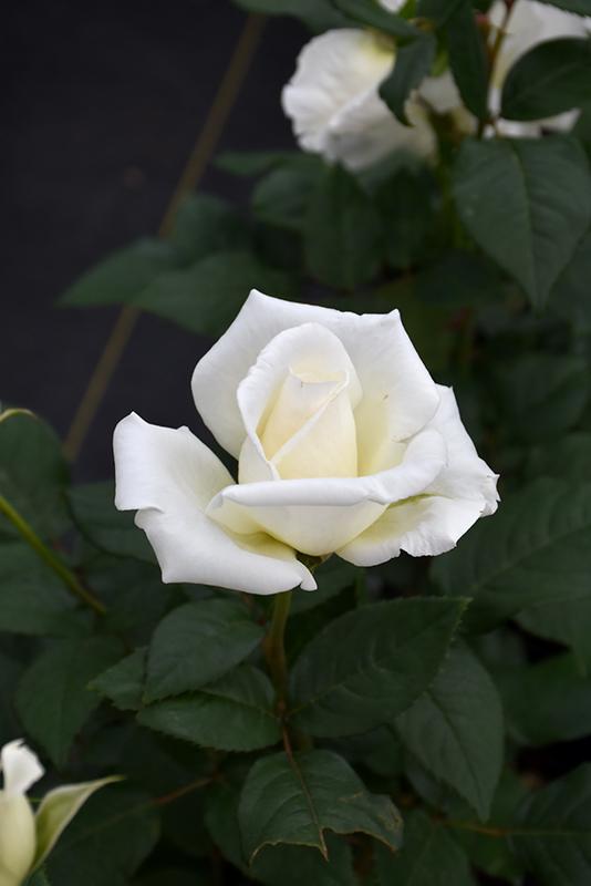 Rosa Hybrid Tea John F  Kennedy - View 14 from www redcrocus com