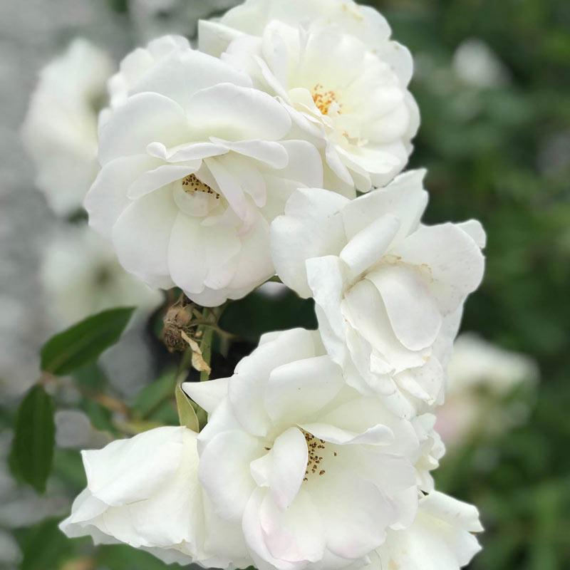 Rosa Hybrid Tea John F  Kennedy - View 16 from www redcrocus com