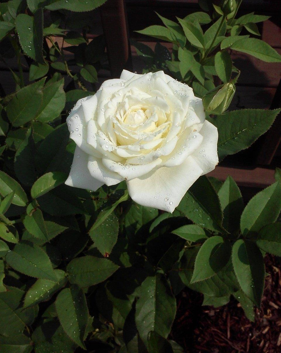 Rosa Hybrid Tea John F  Kennedy - View 17 from www redcrocus com