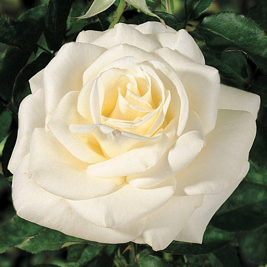 Rosa Hybrid Tea John F  Kennedy - View 1 from www redcrocus com