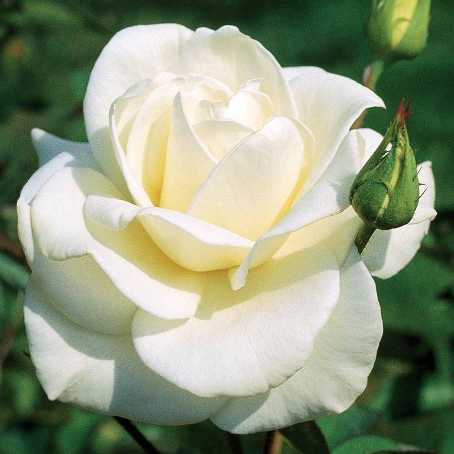 Rosa Hybrid Tea John F  Kennedy - View 2 from www redcrocus com
