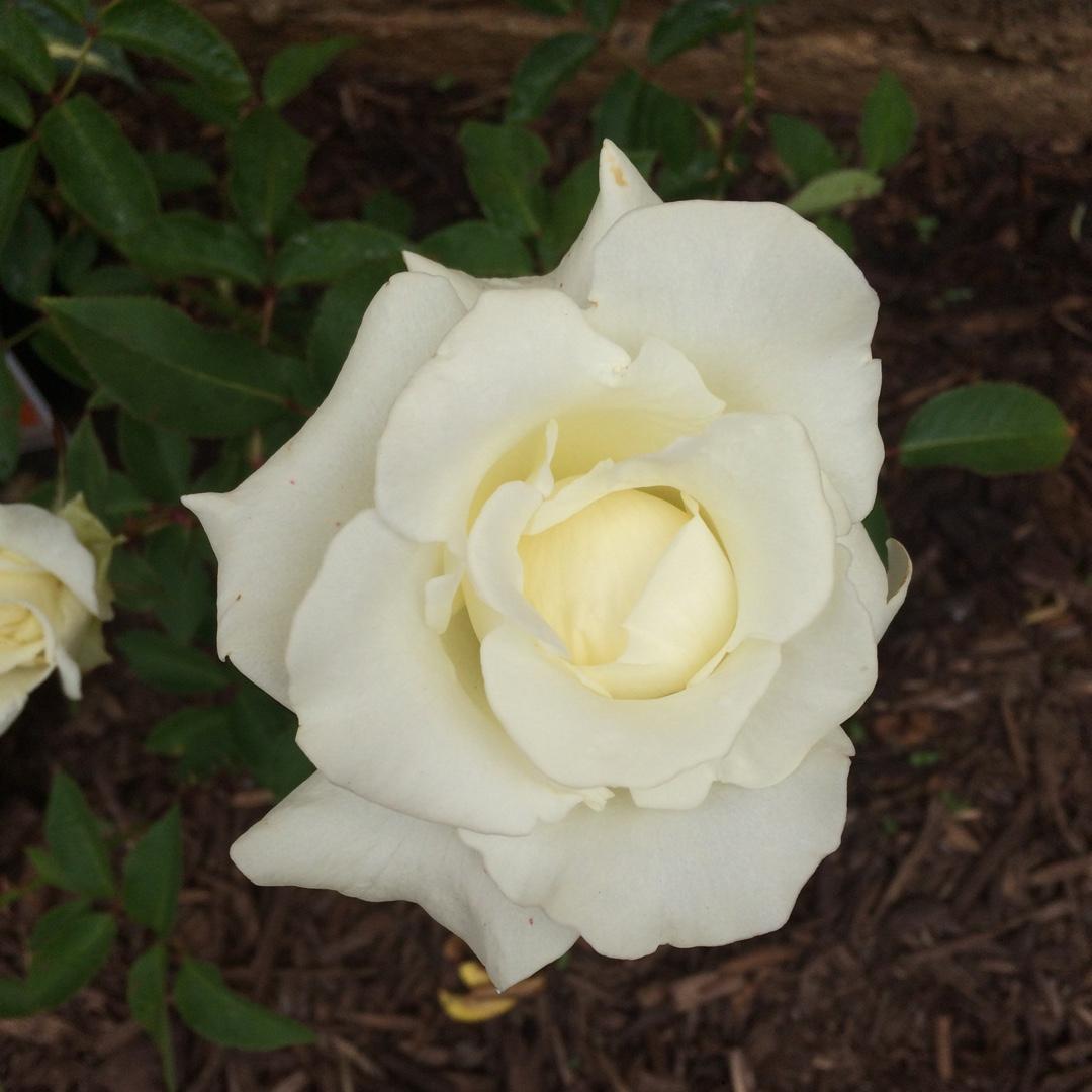 Rosa Hybrid Tea John F  Kennedy - View 3 from www redcrocus com