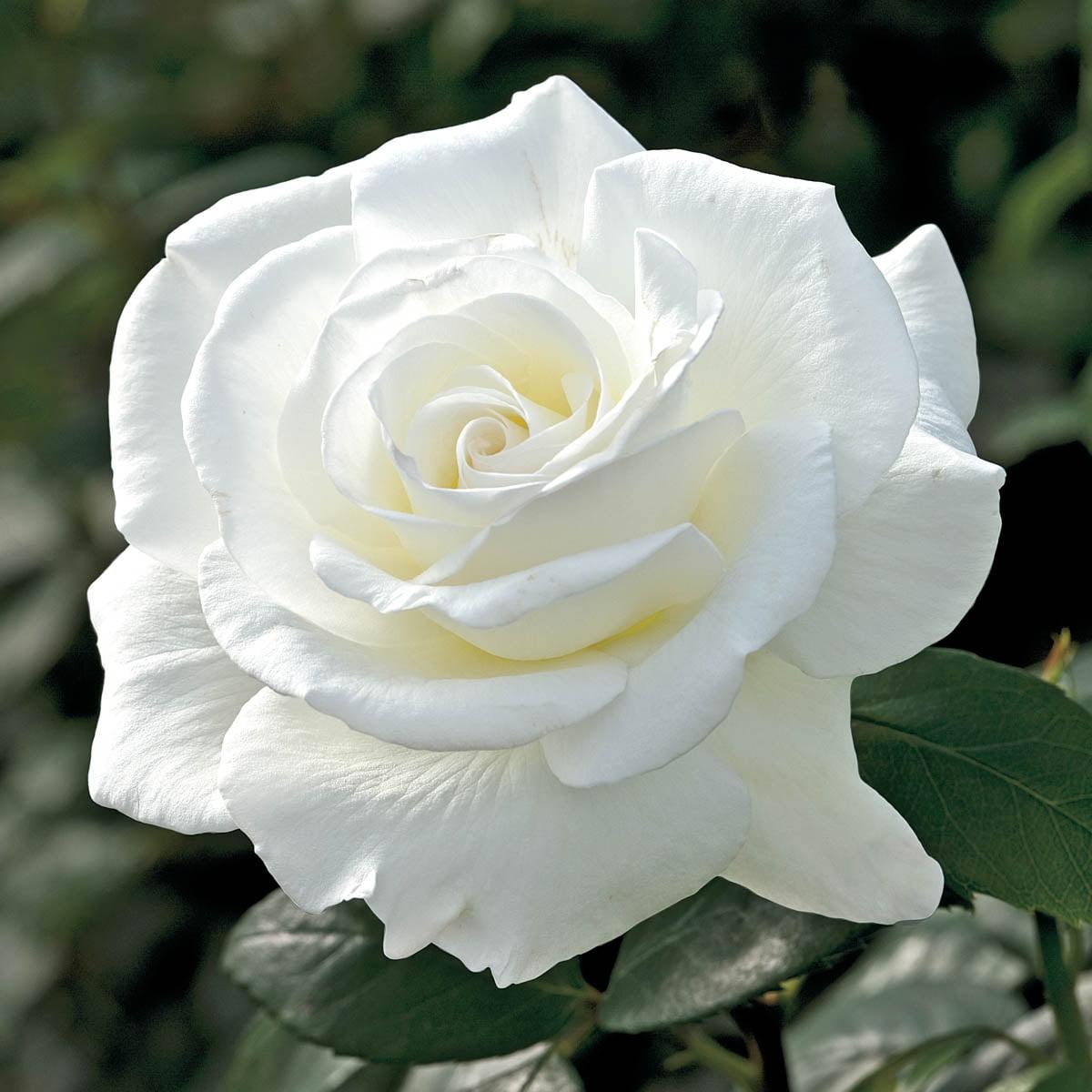 Rosa Hybrid Tea John F  Kennedy - View 5 from www redcrocus com