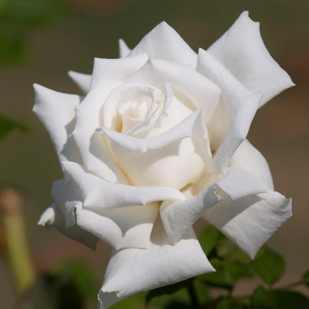 Rosa Hybrid Tea John F  Kennedy - View 6 from www redcrocus com