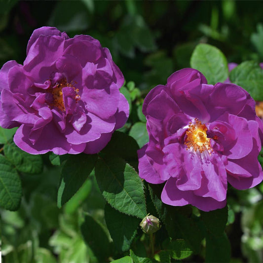 Rosa Landscape Purple Pavement - View 10 from www redcrocus com