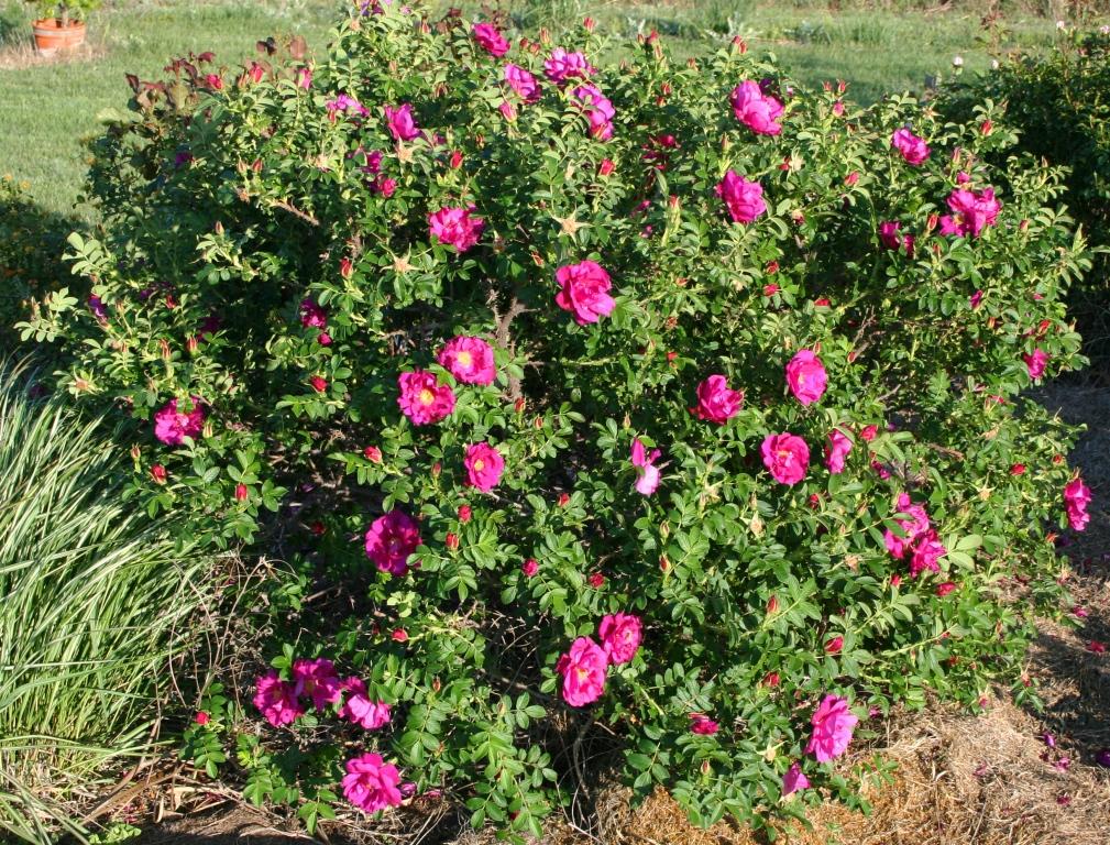 Rosa Landscape Purple Pavement - View 13 from www redcrocus com