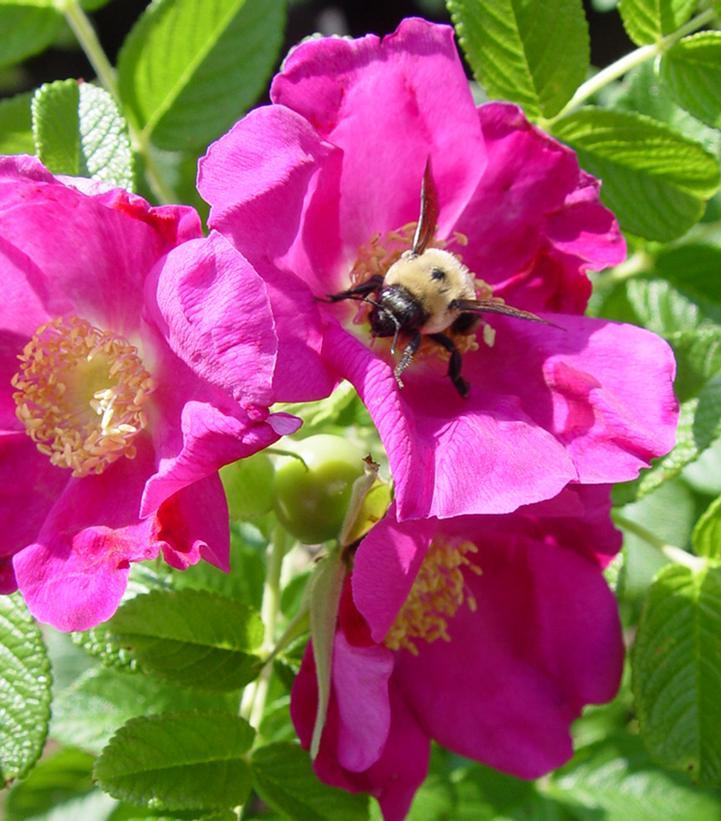 Rosa Landscape Purple Pavement - View 17 from www redcrocus com