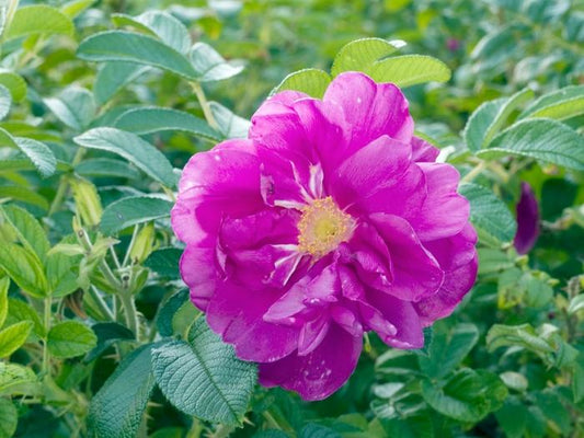 Rosa Landscape Purple Pavement - View 1 from www redcrocus com
