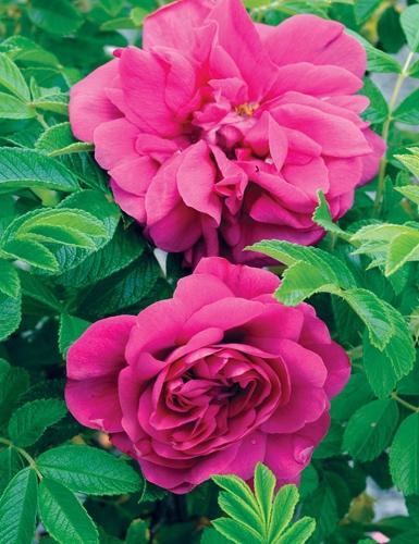 Rosa Landscape Purple Pavement - View 20 from www redcrocus com