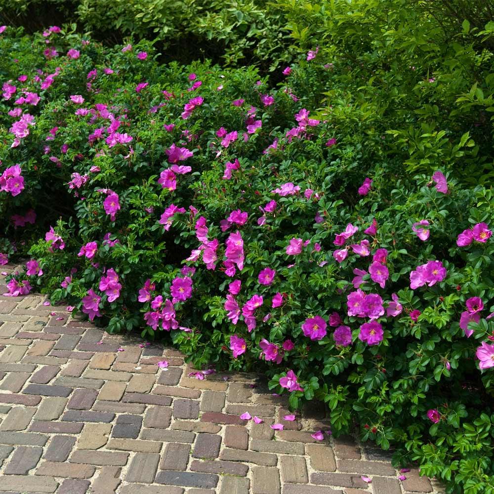 Rosa Landscape Purple Pavement - View 3 from www redcrocus com