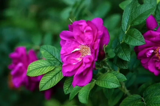 Rosa Landscape Pink Pavement - View 11 from www redcrocus com