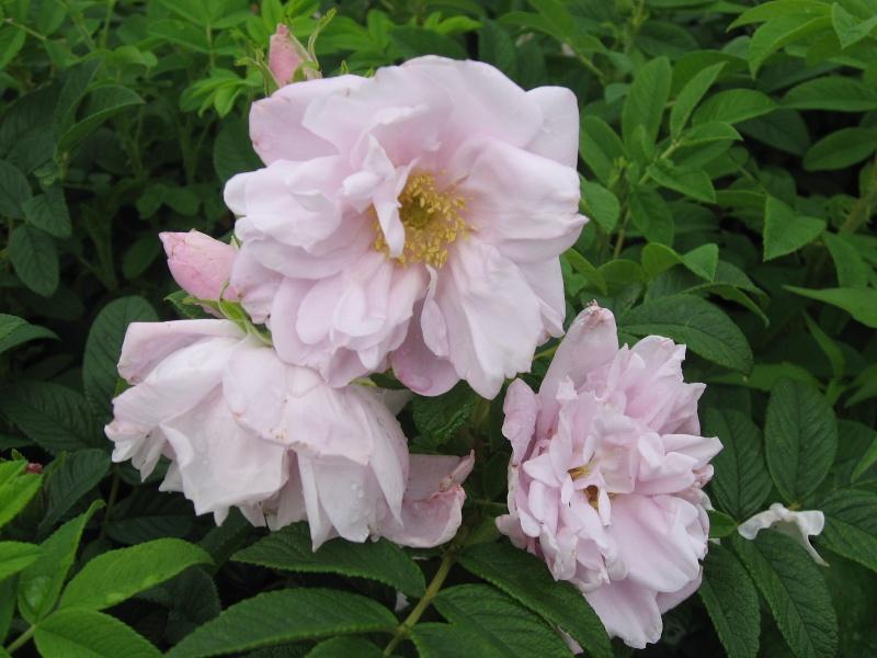 Rosa Landscape Snow Pavement - View 15 from www redcrocus com