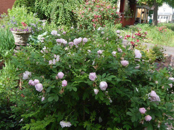 Rosa Landscape Snow Pavement - View 16 from www redcrocus com