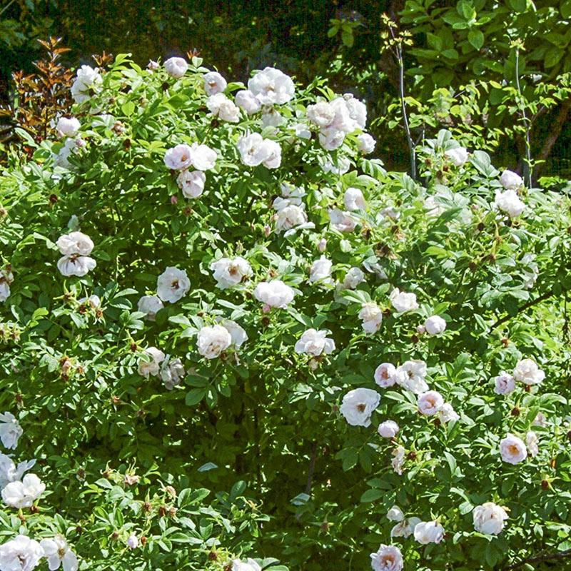 Rosa Landscape Snow Pavement - View 2 from www redcrocus com