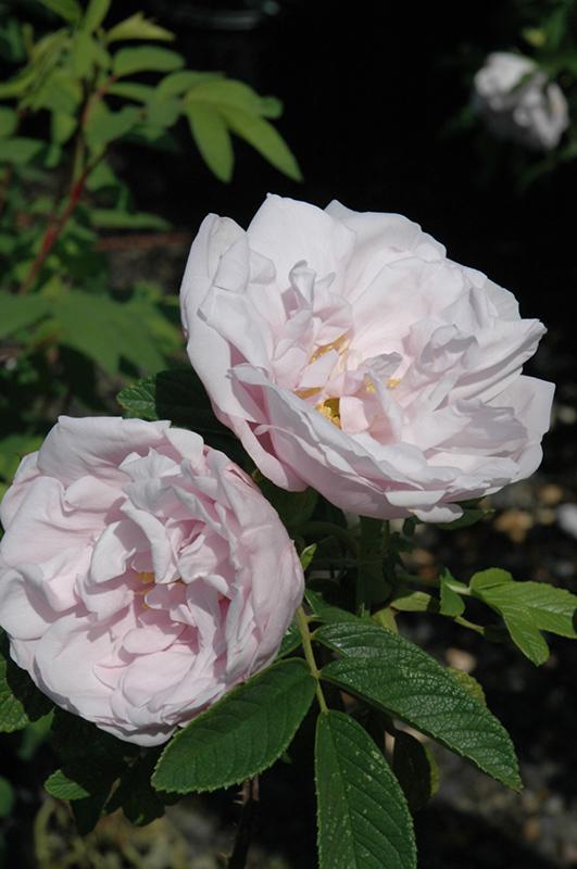 Rosa Landscape Snow Pavement - View 3 from www redcrocus com