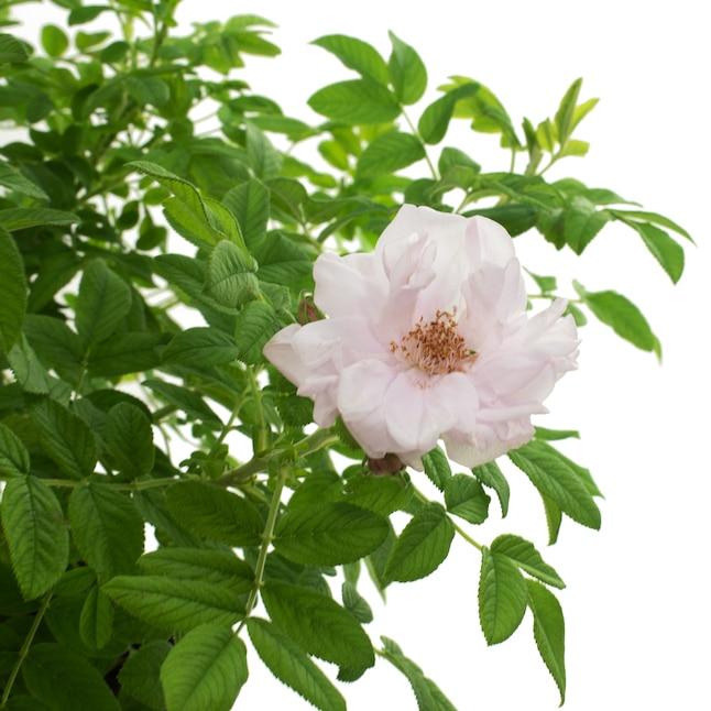 Rosa Landscape Snow Pavement - View 5 from www redcrocus com