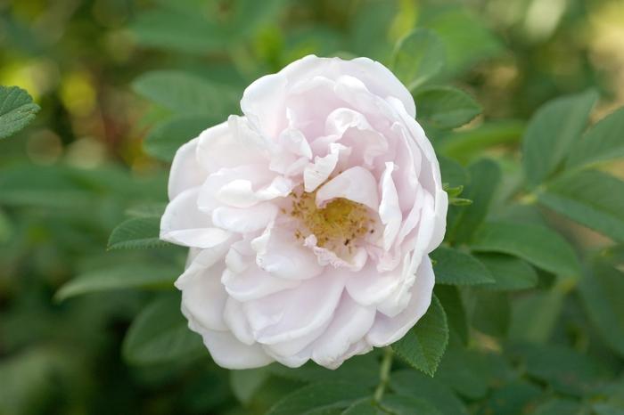 Rosa Landscape Snow Pavement - View 9 from www redcrocus com