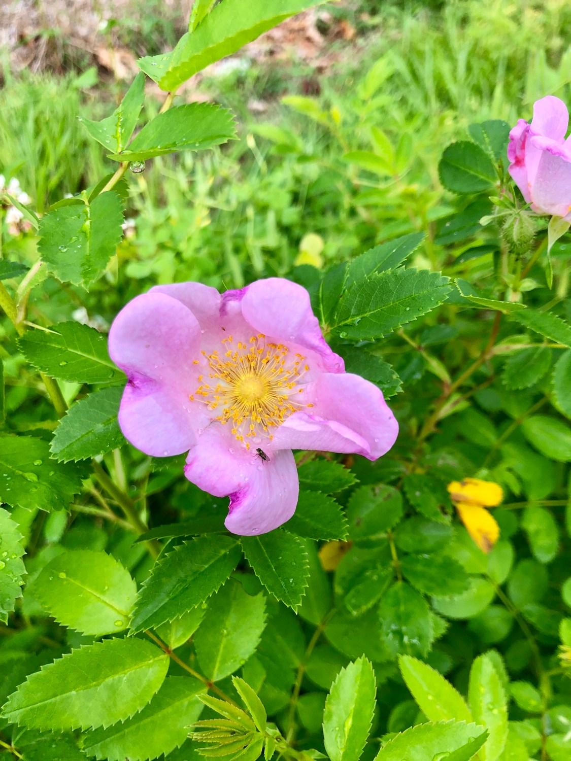 Rosa Landscape Virginiana - View 13 from www redcrocus com