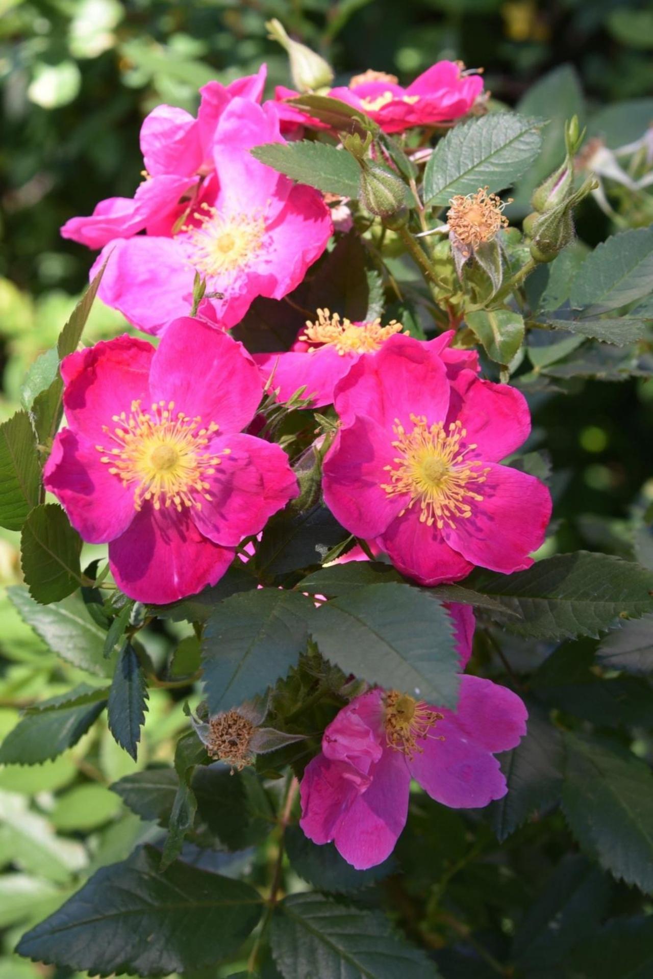 Rosa Landscape Virginiana - View 14 from www redcrocus com