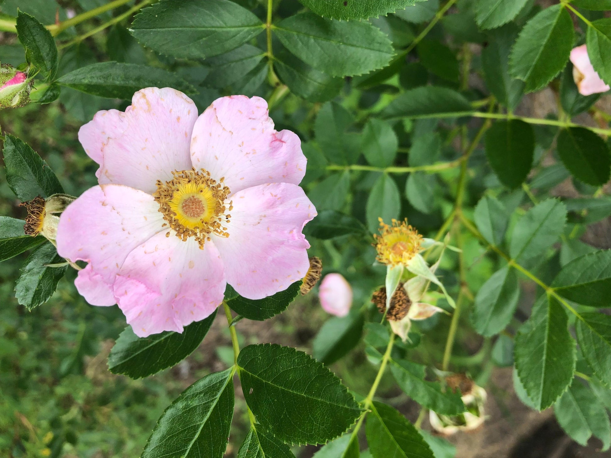Rosa Landscape Virginiana - View 15 from www redcrocus com
