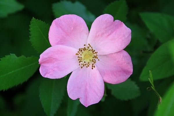 Rosa Landscape Virginiana - View 16 from www redcrocus com