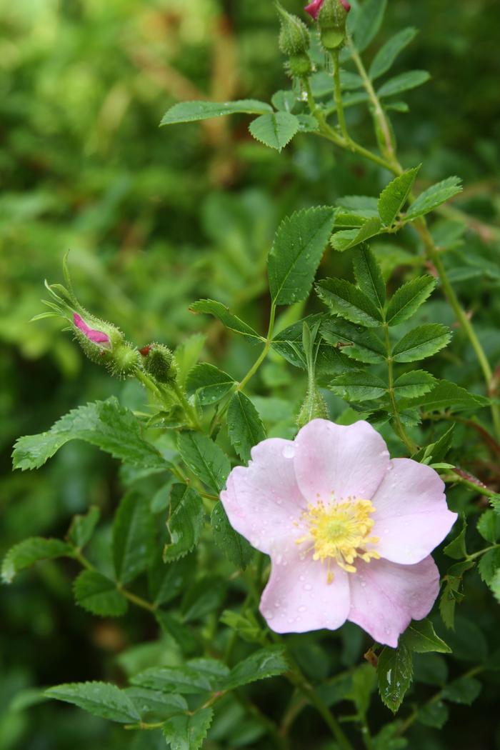 Rosa Landscape Virginiana - View 18 from www redcrocus com