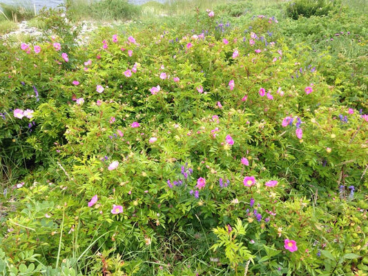 Rosa Landscape Virginiana - View 1 from www redcrocus com