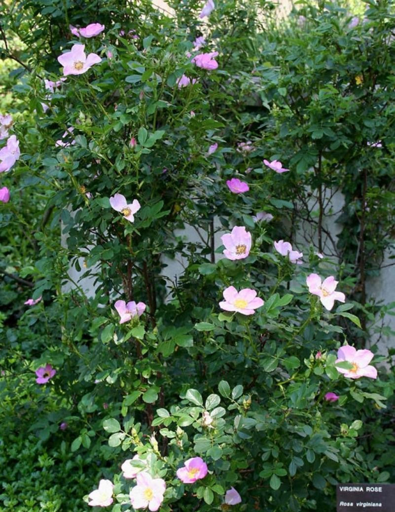 Rosa Landscape Virginiana - View 2 from www redcrocus com