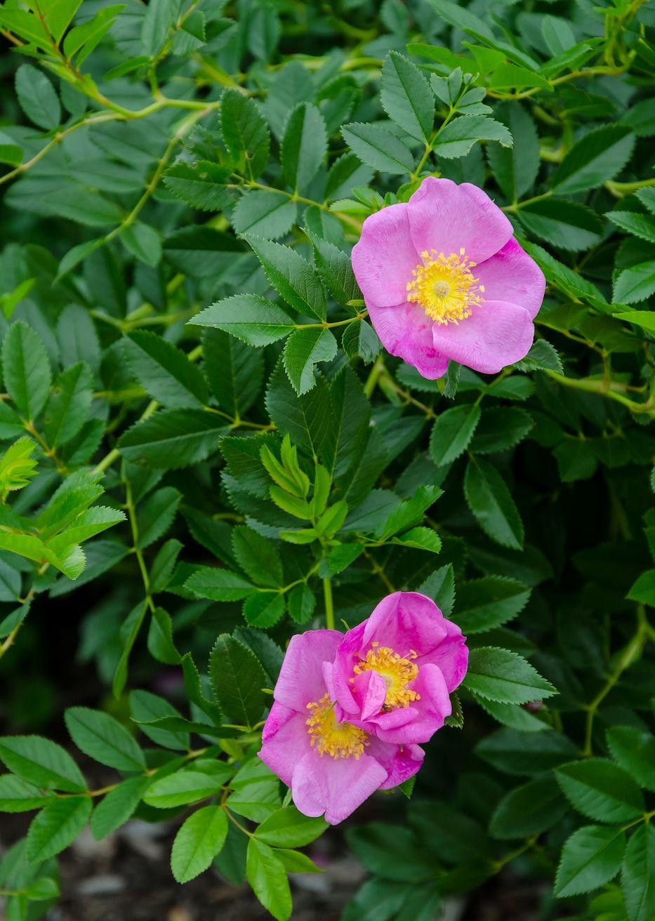 Rosa Landscape Virginiana - View 5 from www redcrocus com