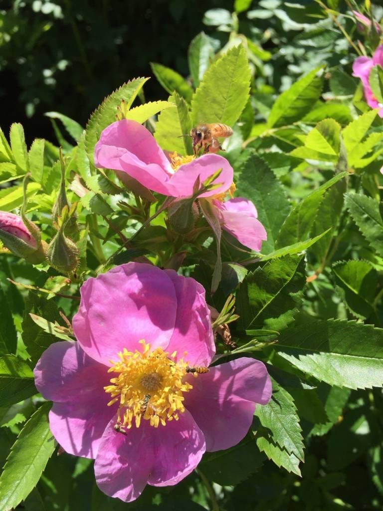 Rosa Landscape Virginiana - View 6 from www redcrocus com