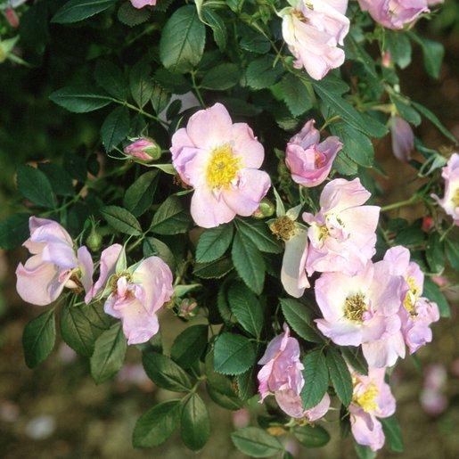 Rosa Landscape Virginiana - View 7 from www redcrocus com