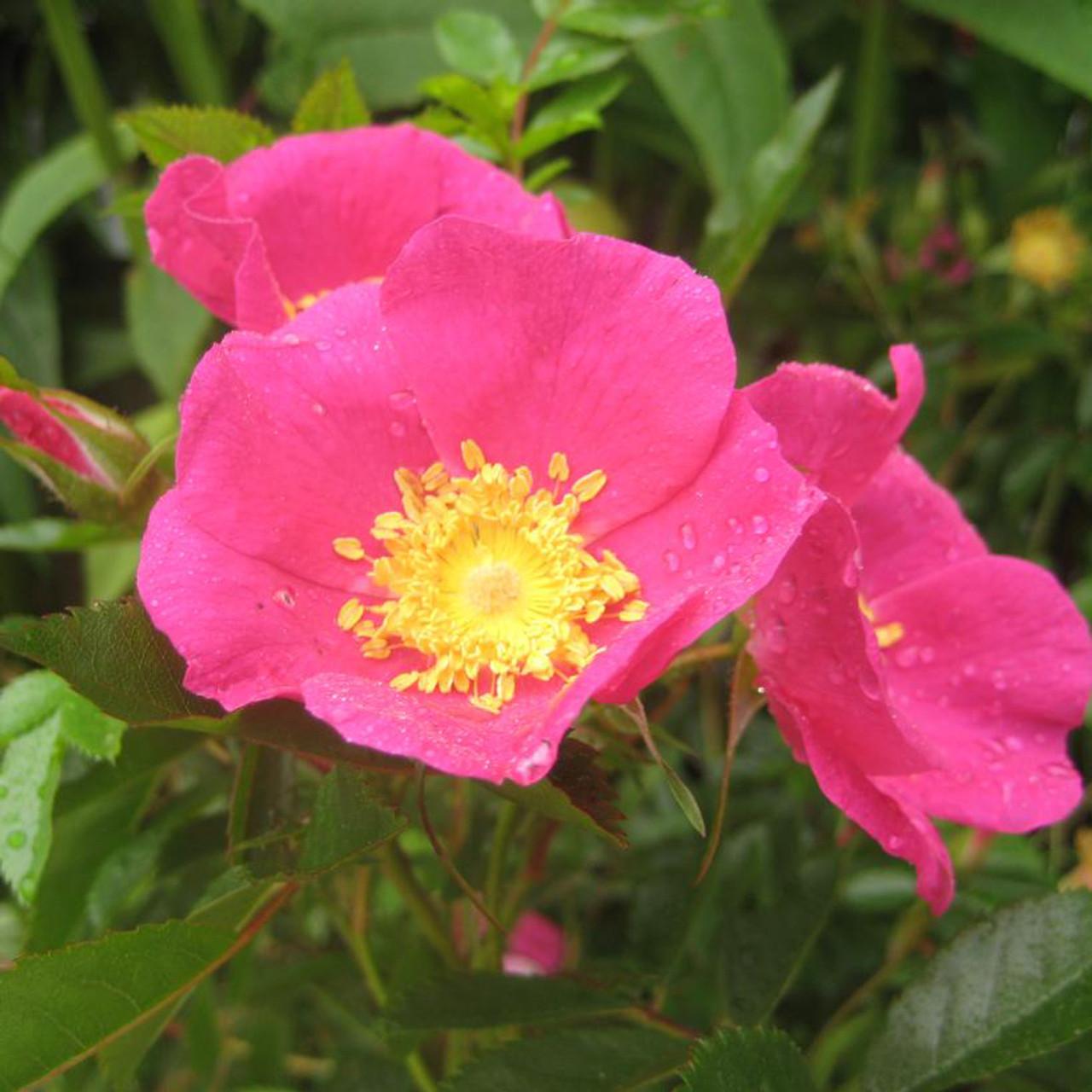 Rosa Landscape Virginiana - View 9 from www redcrocus com