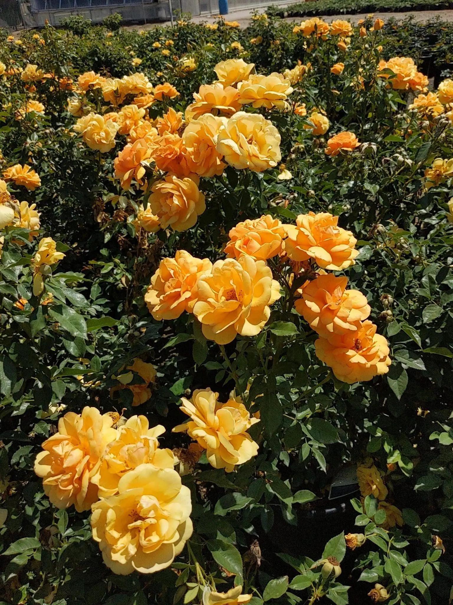 Rosa Landscape Sunbelt South Africa - View 11 from www redcrocus com