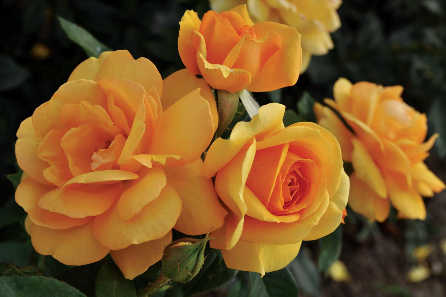 Rosa Landscape Sunbelt South Africa - View 1 from www redcrocus com