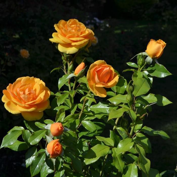 Rosa Landscape Sunbelt South Africa - View 5 from www redcrocus com
