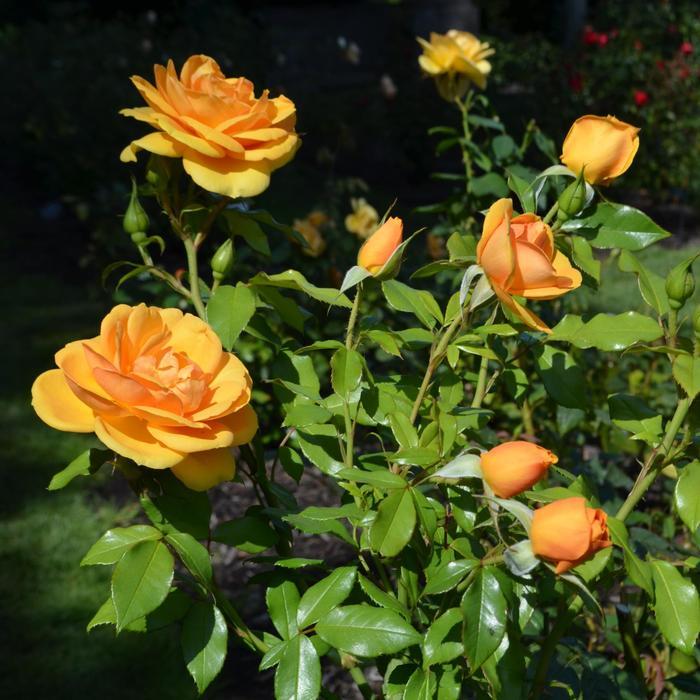 Rosa Landscape Sunbelt South Africa - View 7 from www redcrocus com