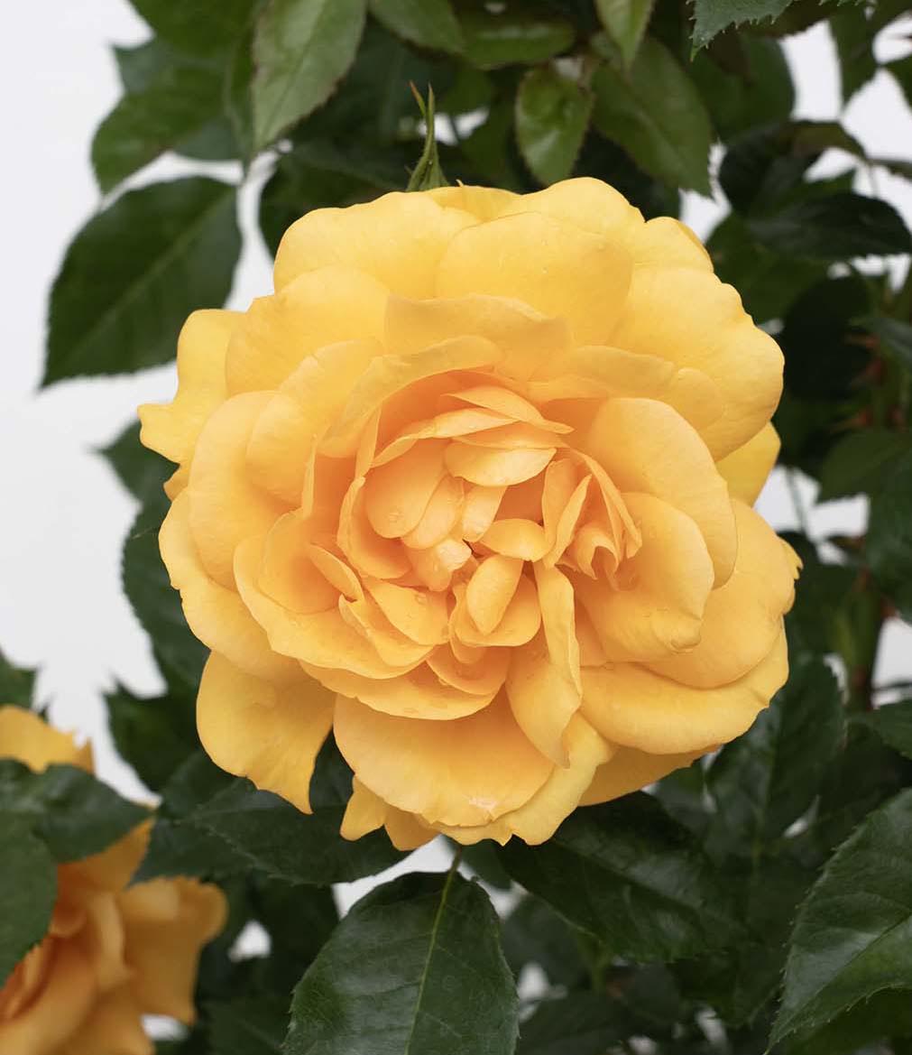 Rosa Landscape Sunbelt South Africa - View 9 from www redcrocus com
