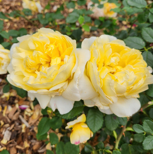 Rosa David Austin The Poet S Wife - View 10 from www redcrocus com