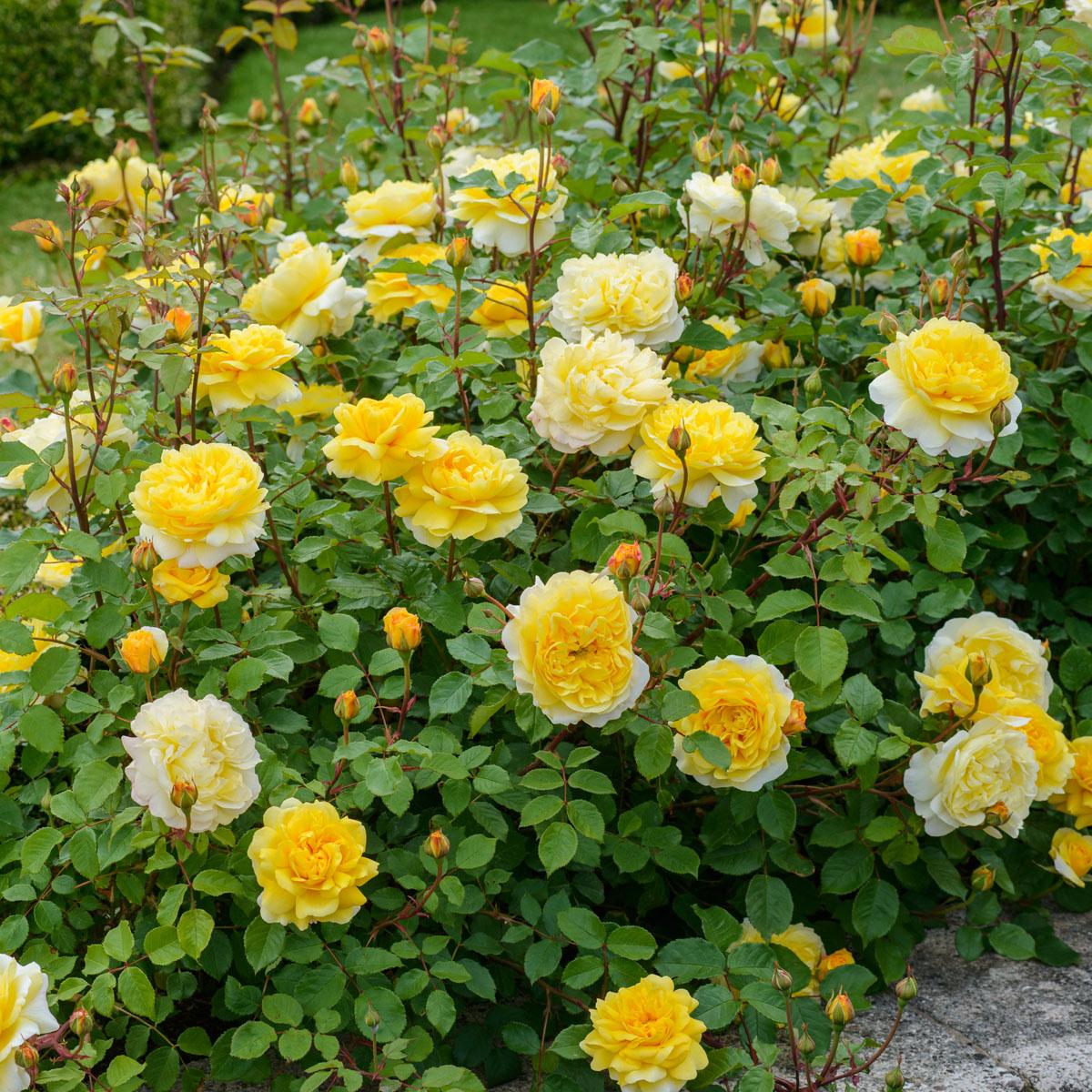 Rosa David Austin The Poet S Wife - View 11 from www redcrocus com